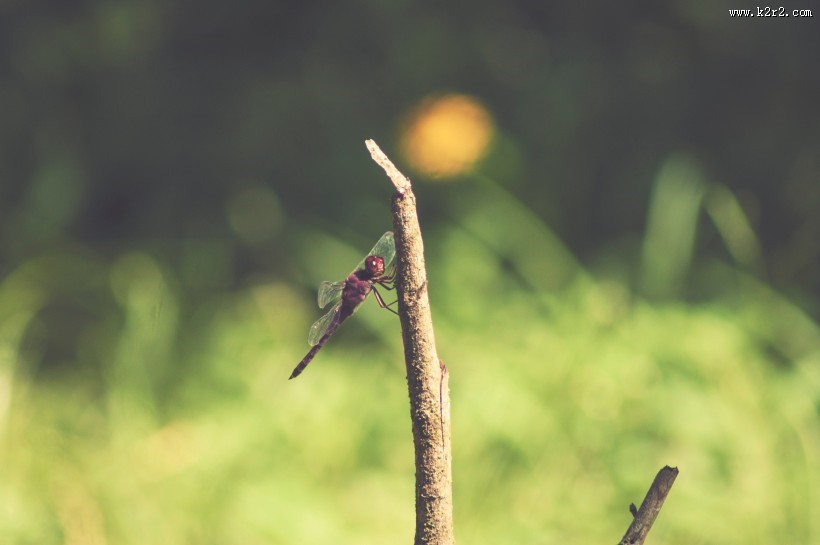 色彩斑斓的蜻蜓图片