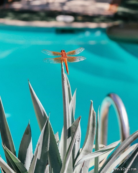 色彩斑斓的蜻蜓图片