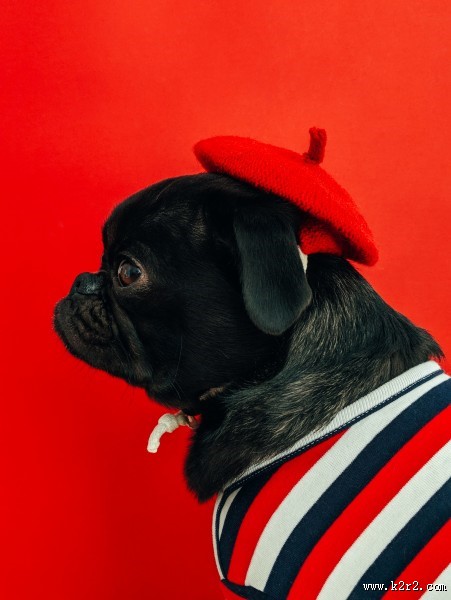 呆萌的宠物狗的图片