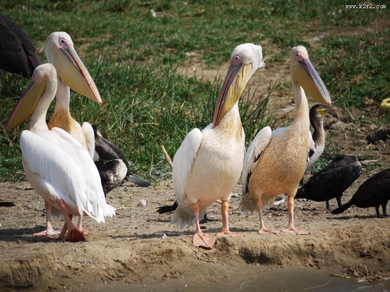 白色羽毛的鹈鹕图片大全