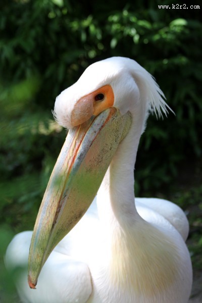 白色羽毛的鹈鹕图片大全