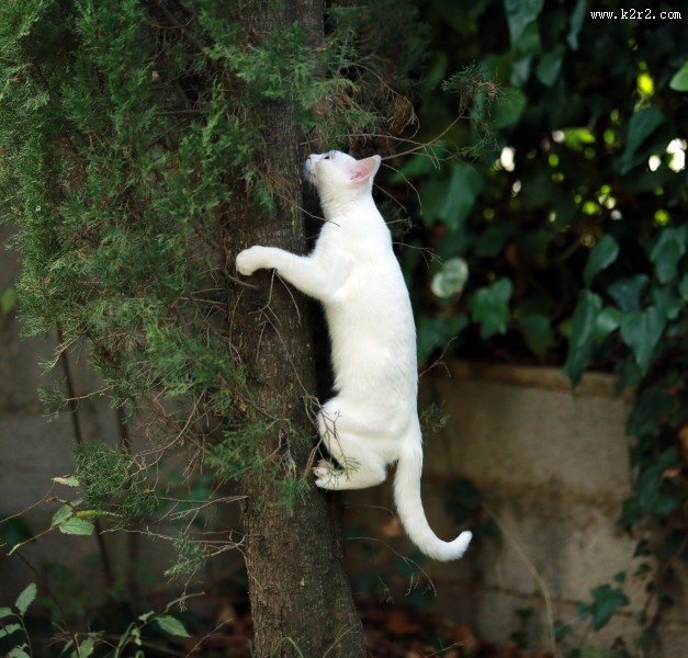 可爱白色小猫图片大全