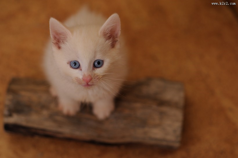 可爱白色小猫图片大全