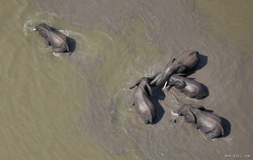 野生的大象图片