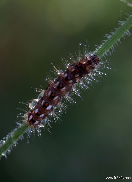 植物上的毛毛虫图片
