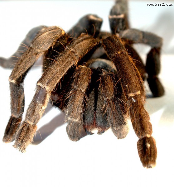 剧毒的狼蛛图片
