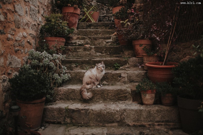 乖巧可爱的猫咪图片