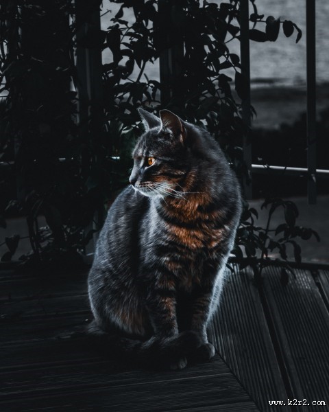 乖巧可爱的猫咪图片