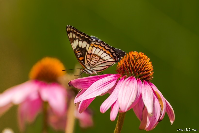 采花蜜的蝴蝶图片