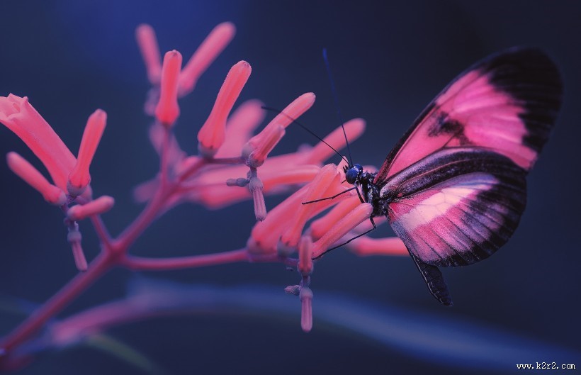 采花蜜的蝴蝶图片