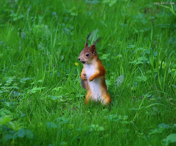灵巧可爱的小松鼠图片大全
