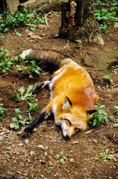 可爱灵气的狐狸图片大全