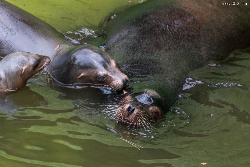 海狮图片野生动物图片