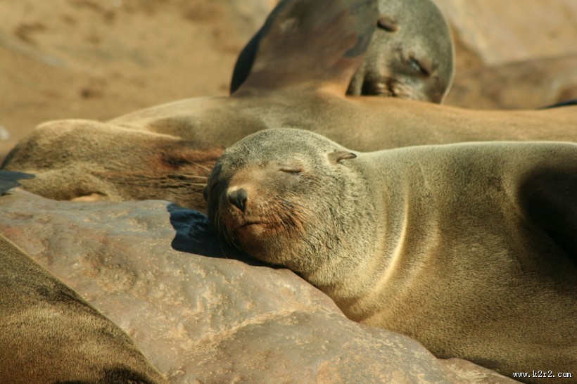 海狮图片野生动物图片