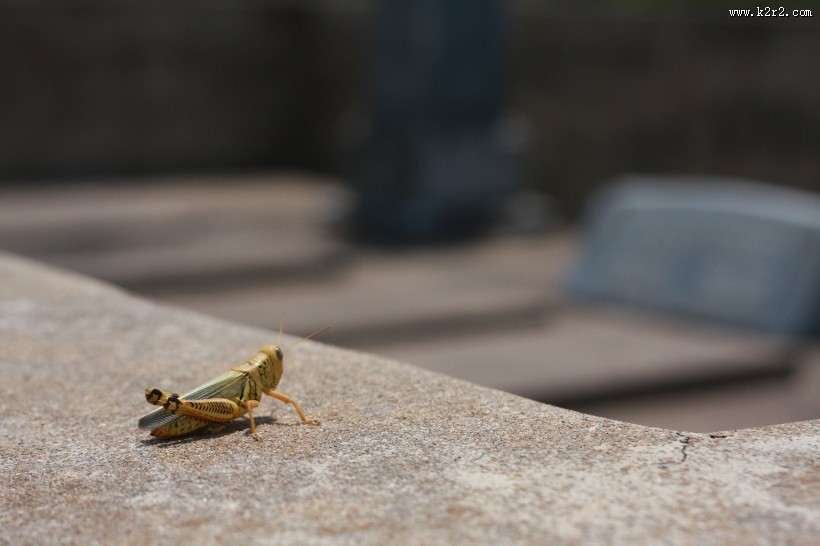蚱蜢微距摄影图片大全