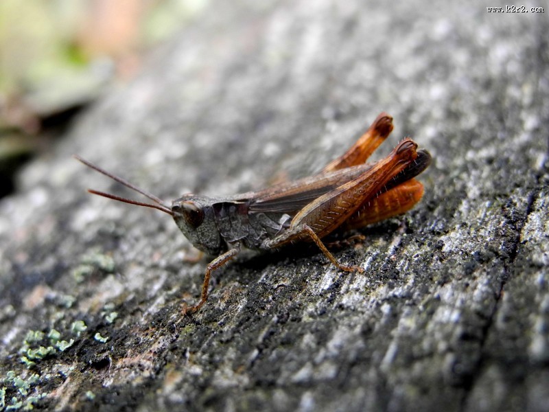 蚱蜢微距摄影图片大全