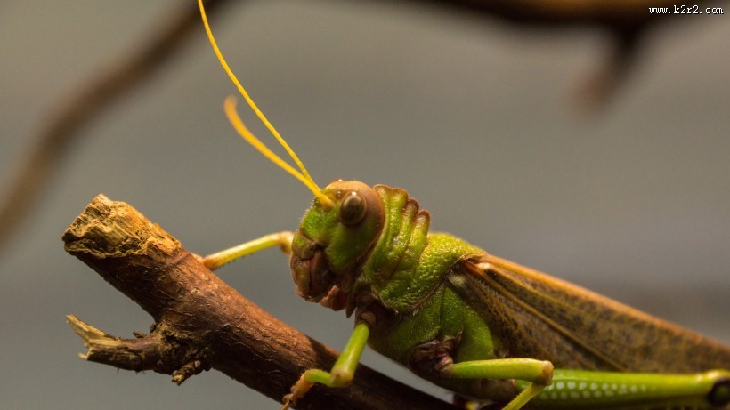 蚱蜢微距摄影图片大全