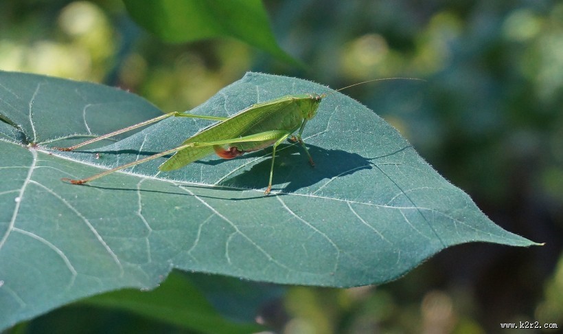 蚱蜢微距摄影图片大全
