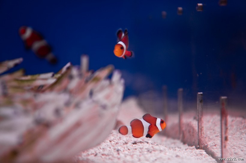 海洋中的小丑鱼图片大全