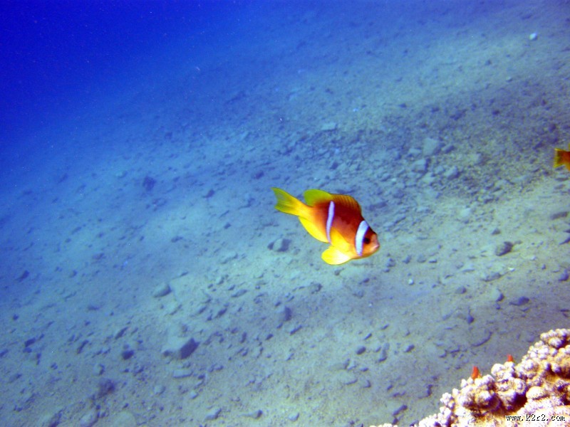海洋中的小丑鱼图片大全