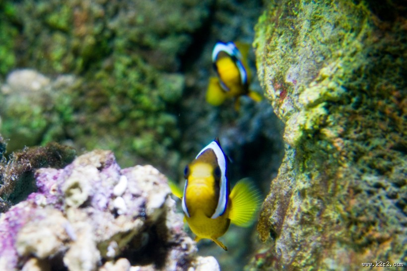 海洋中的小丑鱼图片大全