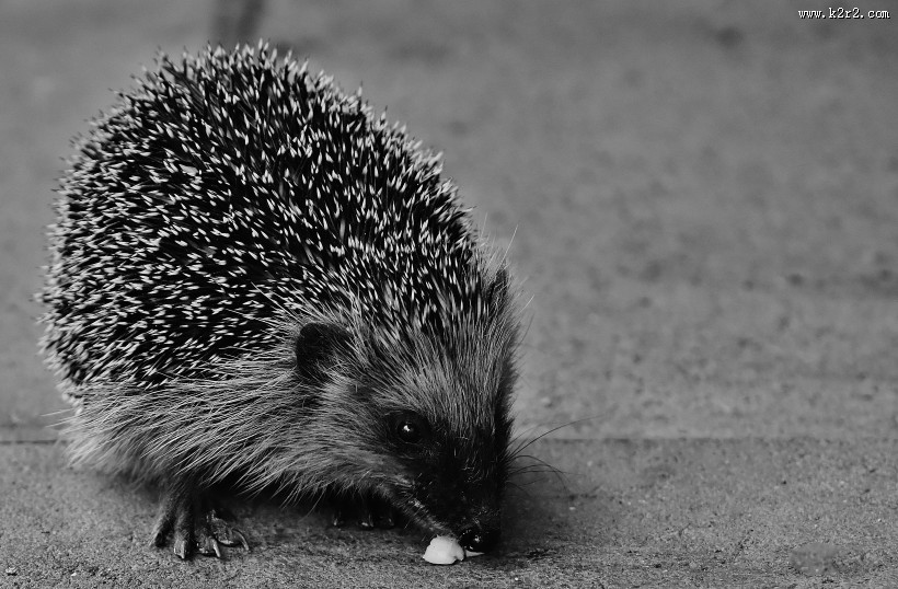 可爱娇小的刺猬图片大全