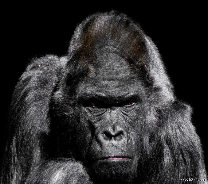 呆萌可爱的银背大猩猩图片