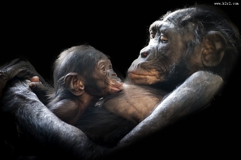 呆萌可爱的银背大猩猩图片