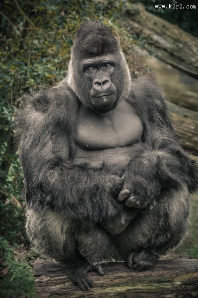 呆萌可爱的银背大猩猩图片