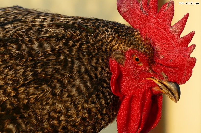 公鸡的鸡冠图片