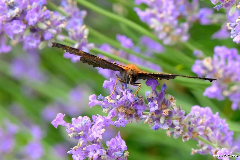花丛中的孔雀蝴蝶图片