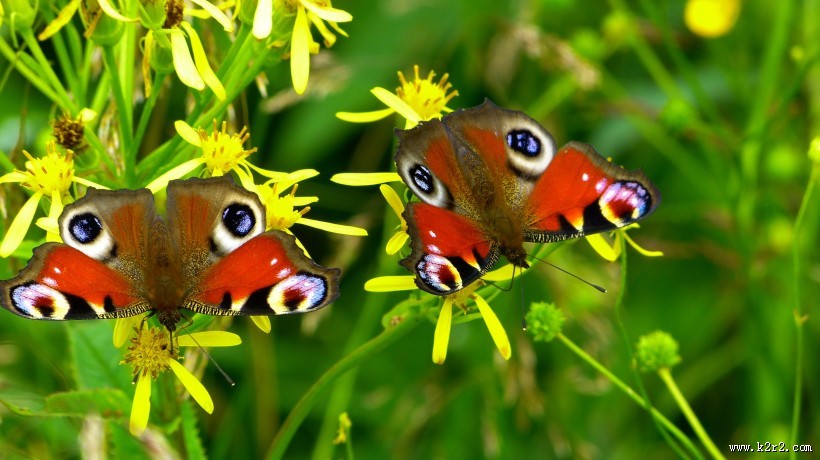 花丛中的孔雀蝴蝶图片