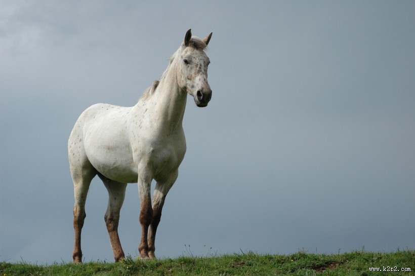 白马图片马图片骏马图片