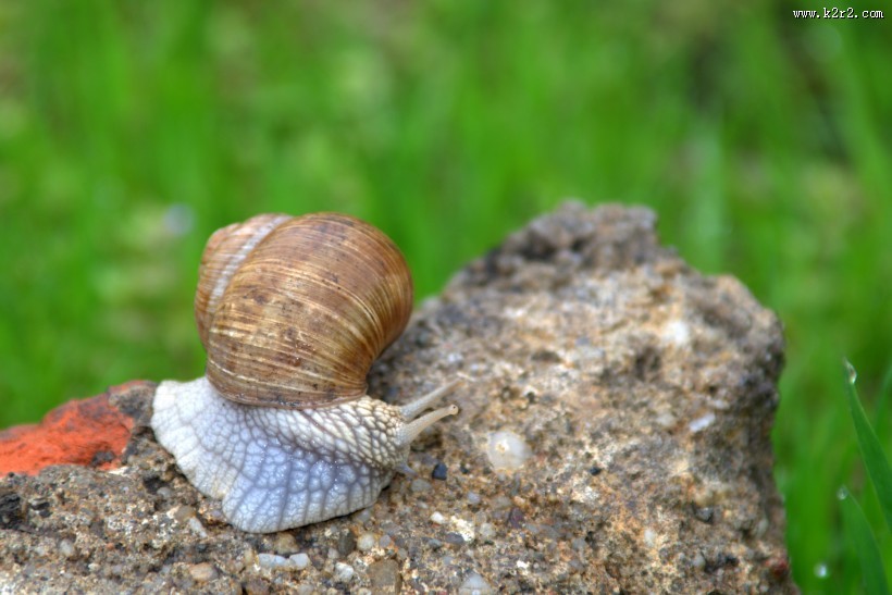 爬行的蜗牛图片大全