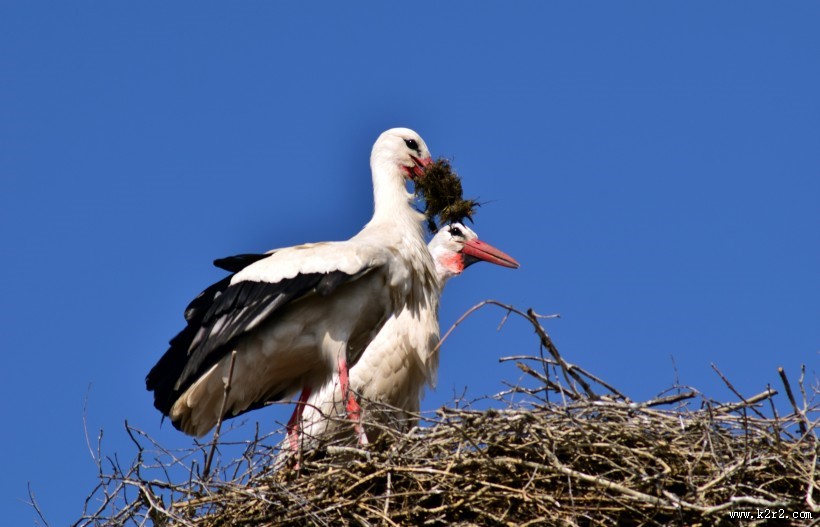 鸟巢上的白鹭图片
