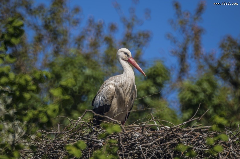 鸟巢上的白鹭图片