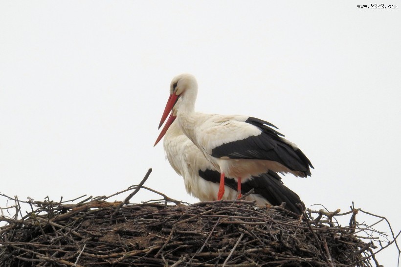 鸟巢上的白鹭图片