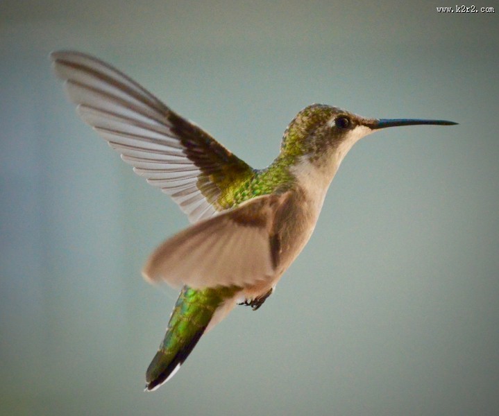 体态娇小的蜂鸟图片