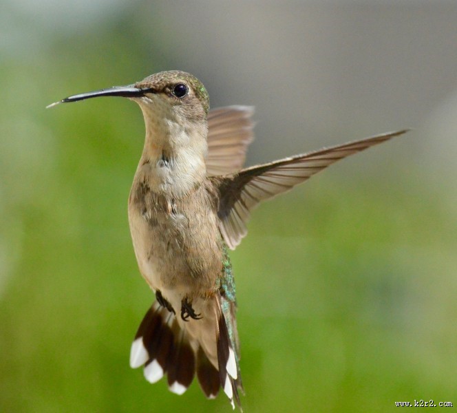 体态娇小的蜂鸟图片