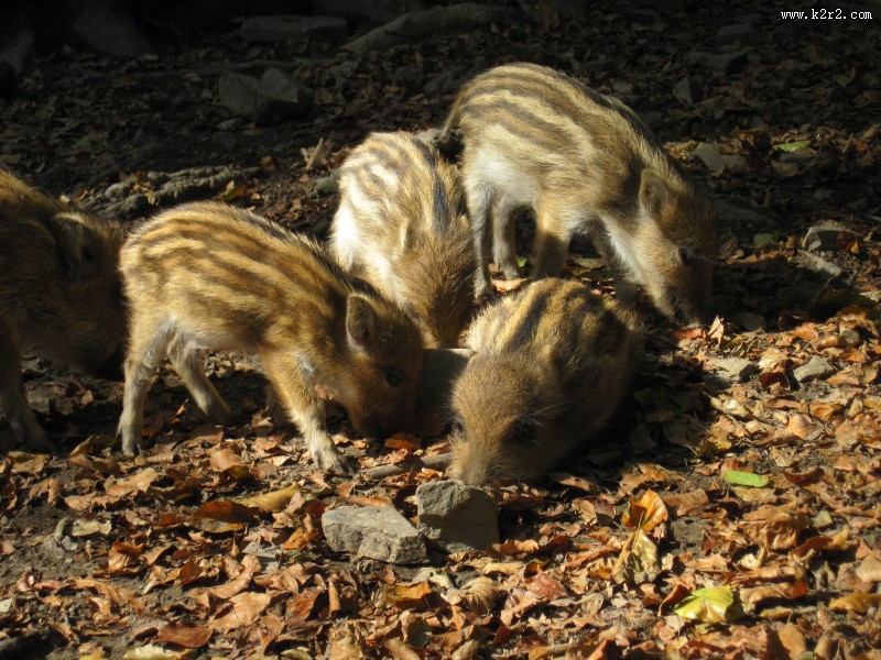 可爱的小野猪图片大全