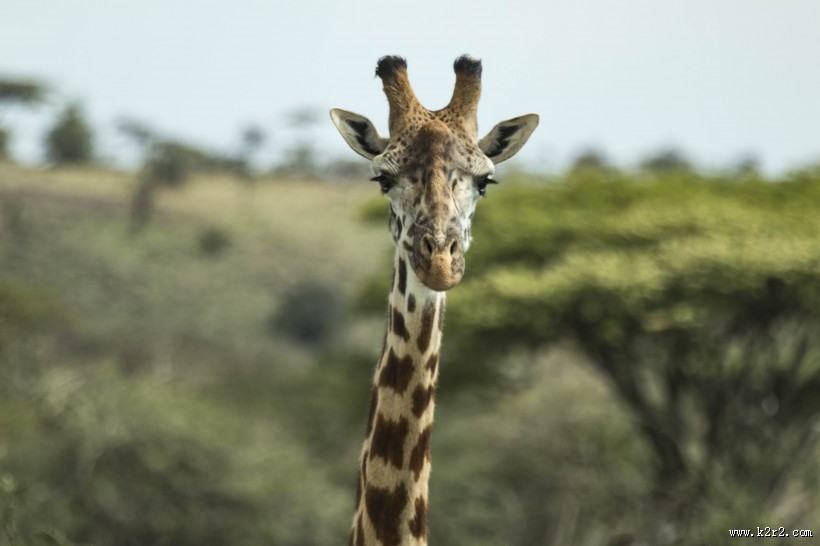 长颈鹿的头部图片大全