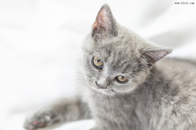 可爱灰色小猫图片
