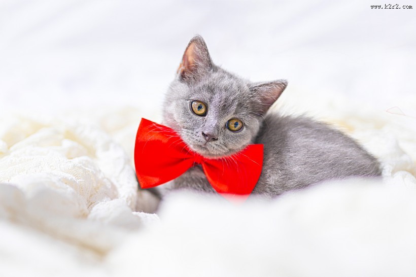 可爱灰色小猫图片