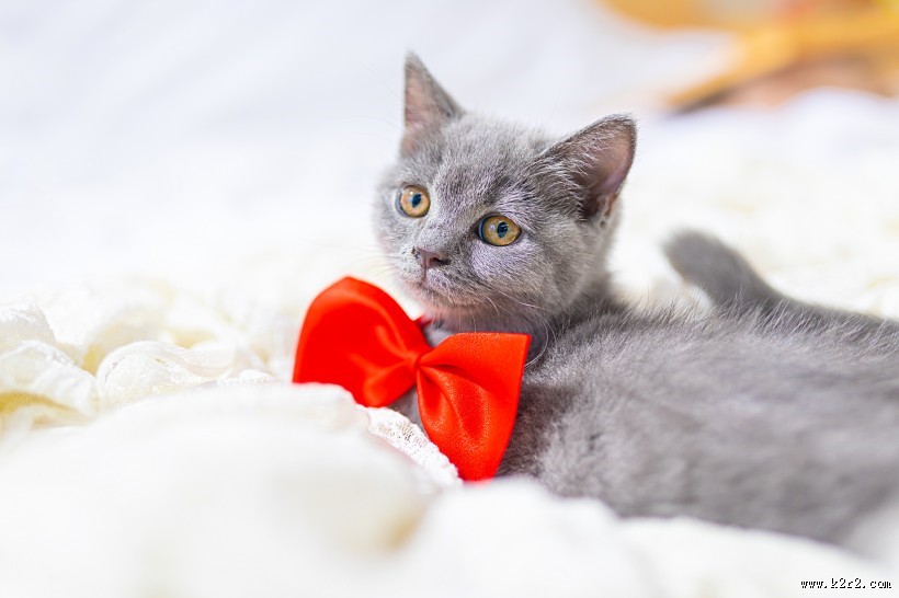 可爱灰色小猫图片