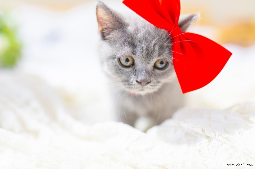 可爱灰色小猫图片