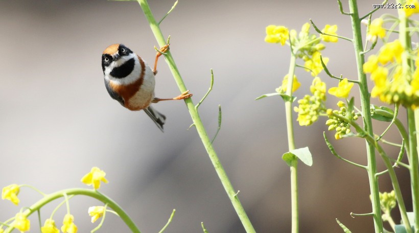 花间的红头长尾山雀图片