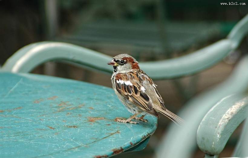 小巧玲珑的小麻雀图片