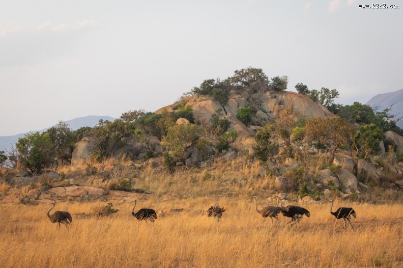 草原上的鸵鸟图片