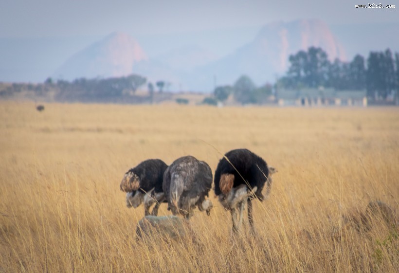 草原上的鸵鸟图片