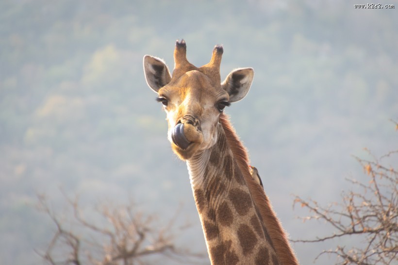 呆萌的长颈鹿图片